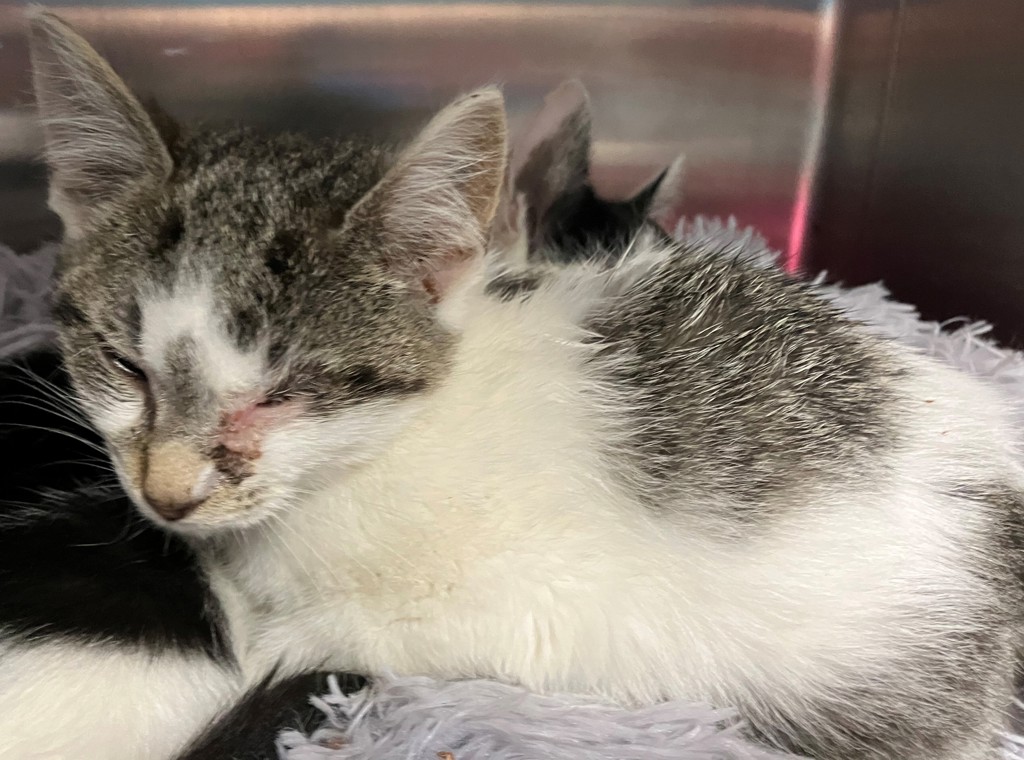 Shelter Stray Female Cat last seen South Ave exit on 440 high way, STATEN ISLAND, NY, 10303, 3139 Veterans Rd W, Staten Island, NY 10309, USA