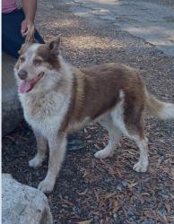 Reunited Male Dog last seen Jenkins Way, Richmond, CA 94806, USA, Richmond, CA 94806