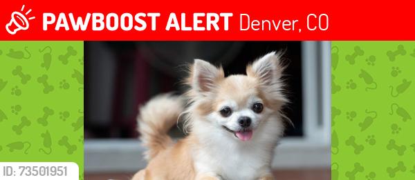Lost Male Dog last seen 70th and Broadway, Denver, CO 80221