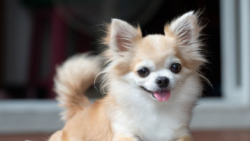 Lost Male Dog last seen 70th and Broadway, Denver, CO 80221
