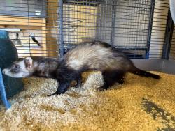 Found/Stray Female Ferret last seen Skyview apmts, Little Chute, WI 54911