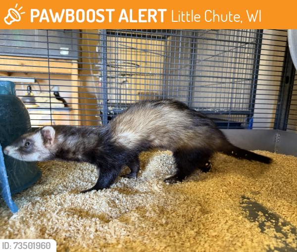 Found/Stray Female Ferret last seen Skyview apmts, Little Chute, WI 54911