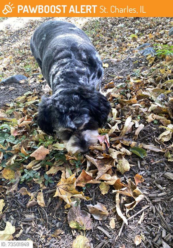 Found/Stray Unknown Dog last seen Royal Fox neighborhood, St. Charles, IL 60174