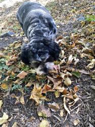Found/Stray Unknown Dog last seen Royal Fox neighborhood, St. Charles, IL 60174