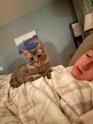 Reunited Female Cat last seen Right off of Sam Ridley Parkway, Smyrna, TN 37167