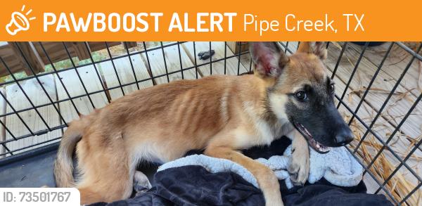 Found/Stray Male Dog last seen Bumpgate & Willow Springs, Pipe Creek, TX 78063