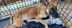 Found/Stray Male Dog last seen Bumpgate & Willow Springs, Pipe Creek, TX 78063