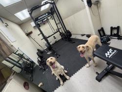 Lost Male Dog last seen Chancellor elementary, Spotsylvania County, VA 22407