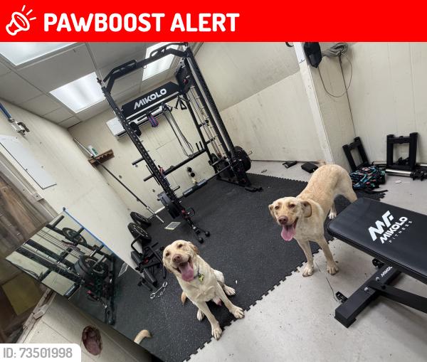 Lost Male Dog last seen Chancellor elementary, Spotsylvania County, VA 22407
