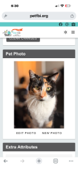 Lost Female Cat last seen Busey Road, Pickerington, OH 43147
