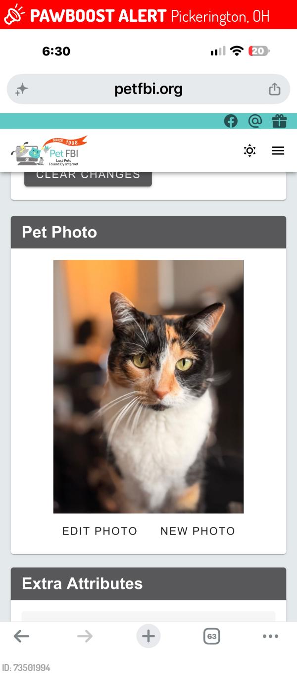 Lost Female Cat last seen Busey Road, Pickerington, OH 43147
