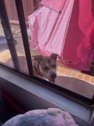 Reunited Female Dog last seen Vista High School, Vista, CA 92084