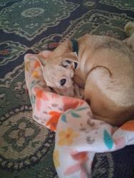 Found/Stray Female Dog last seen FM 3432 and 2239, FM 3432, TX 78101