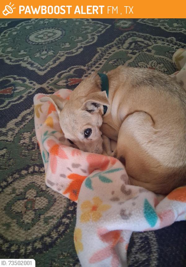 Found/Stray Female Dog last seen FM 3432 and 2239, FM 3432, TX 78101