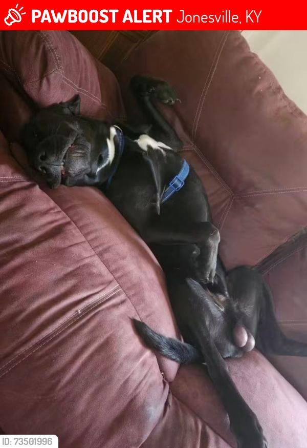 Lost Male Dog last seen Grant County, Ky., Jonesville, KY 41052