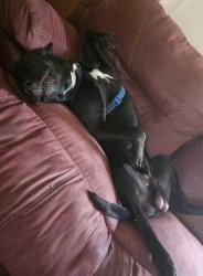 Lost Male Dog last seen Grant County, Ky., Jonesville, KY 41052