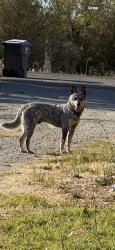 Lost Male Dog last seen Rawson rd, Corning, CA 96021