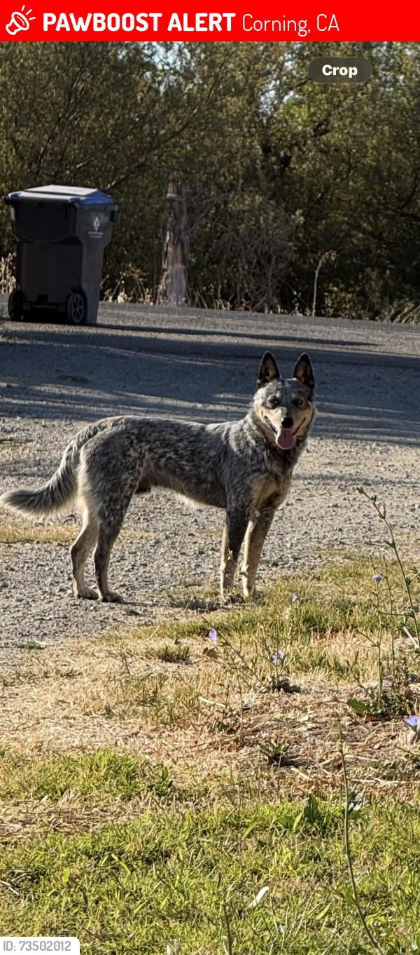 Lost Male Dog last seen Rawson rd, Corning, CA 96021