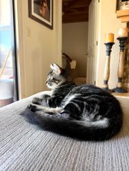 Lost Male Cat last seen Broadway. Harrison, and Houghton, Tucson, AZ 85748