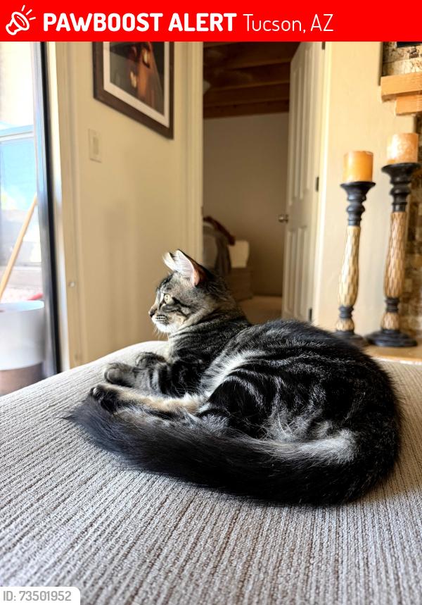 Lost Male Cat last seen Broadway. Harrison, and Houghton, Tucson, AZ 85748