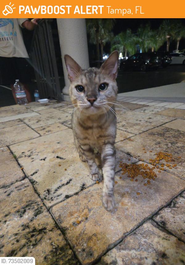Found/Stray Unknown Cat last seen S west shore and interbay, Tampa, FL 33616