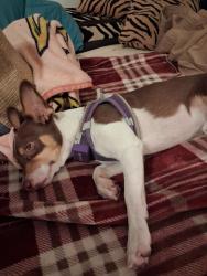 Lost Male Dog last seen McDowell and 159th ave, Goodyear, AZ 85395