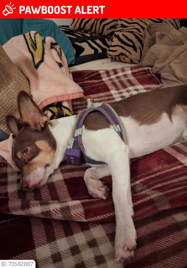 Lost Male Dog last seen McDowell and 159th ave, Goodyear, AZ 85395