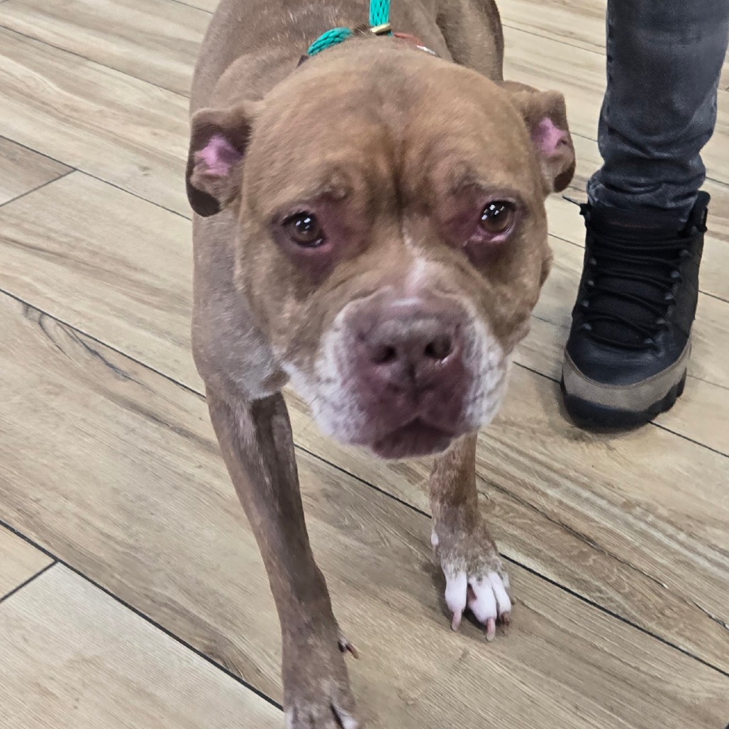 Shelter Stray Female Dog last seen , 124 Evergreen Ave, Newark, NJ 07114, USA