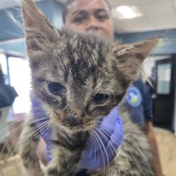 Shelter Stray Female Cat last seen , 124 Evergreen Ave, Newark, NJ 07114, USA