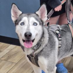 Shelter Stray Female Dog last seen , 124 Evergreen Ave, Newark, NJ 07114, USA