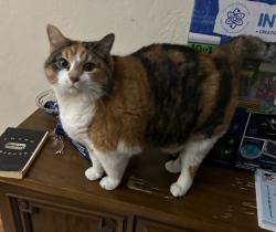 Reunited Female Cat last seen Reavis Barracks and Ellwine Dr., St. Louis, MO 63125