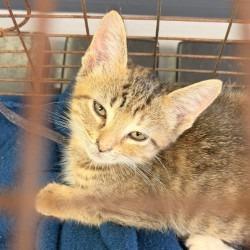 Shelter Stray Female Cat last seen , 244 Georgetown Rd, Jacksonville, NC 28540, USA