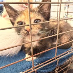 Shelter Stray Female Cat last seen , 244 Georgetown Rd, Jacksonville, NC 28540, USA