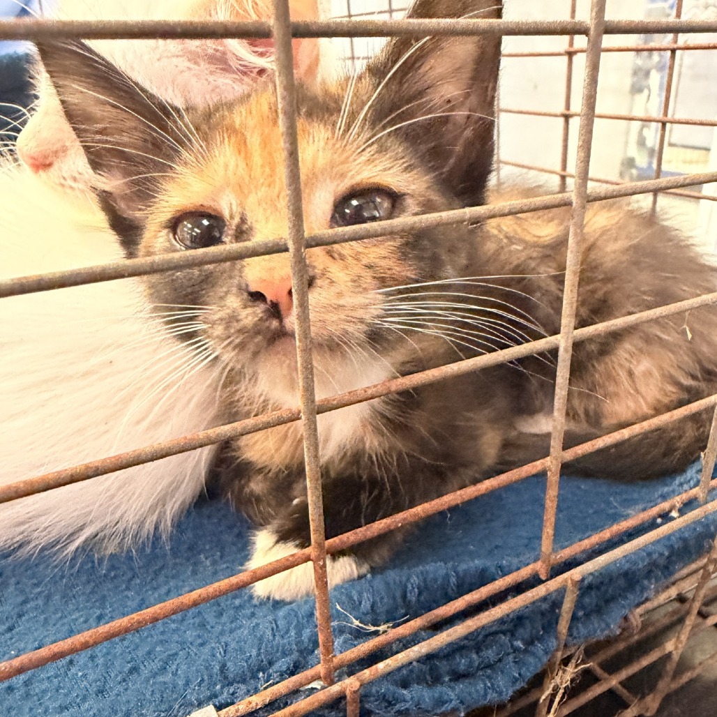 Shelter Stray Female Cat last seen , 244 Georgetown Rd, Jacksonville, NC 28540, USA