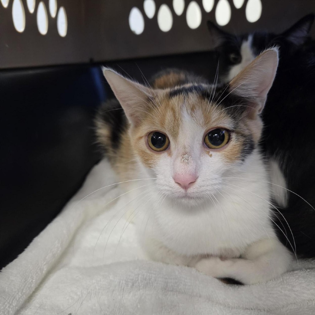 Shelter Stray Female Cat last seen , 244 Georgetown Rd, Jacksonville, NC 28540, USA