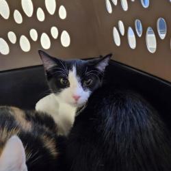Shelter Stray Female Cat last seen , 244 Georgetown Rd, Jacksonville, NC 28540, USA