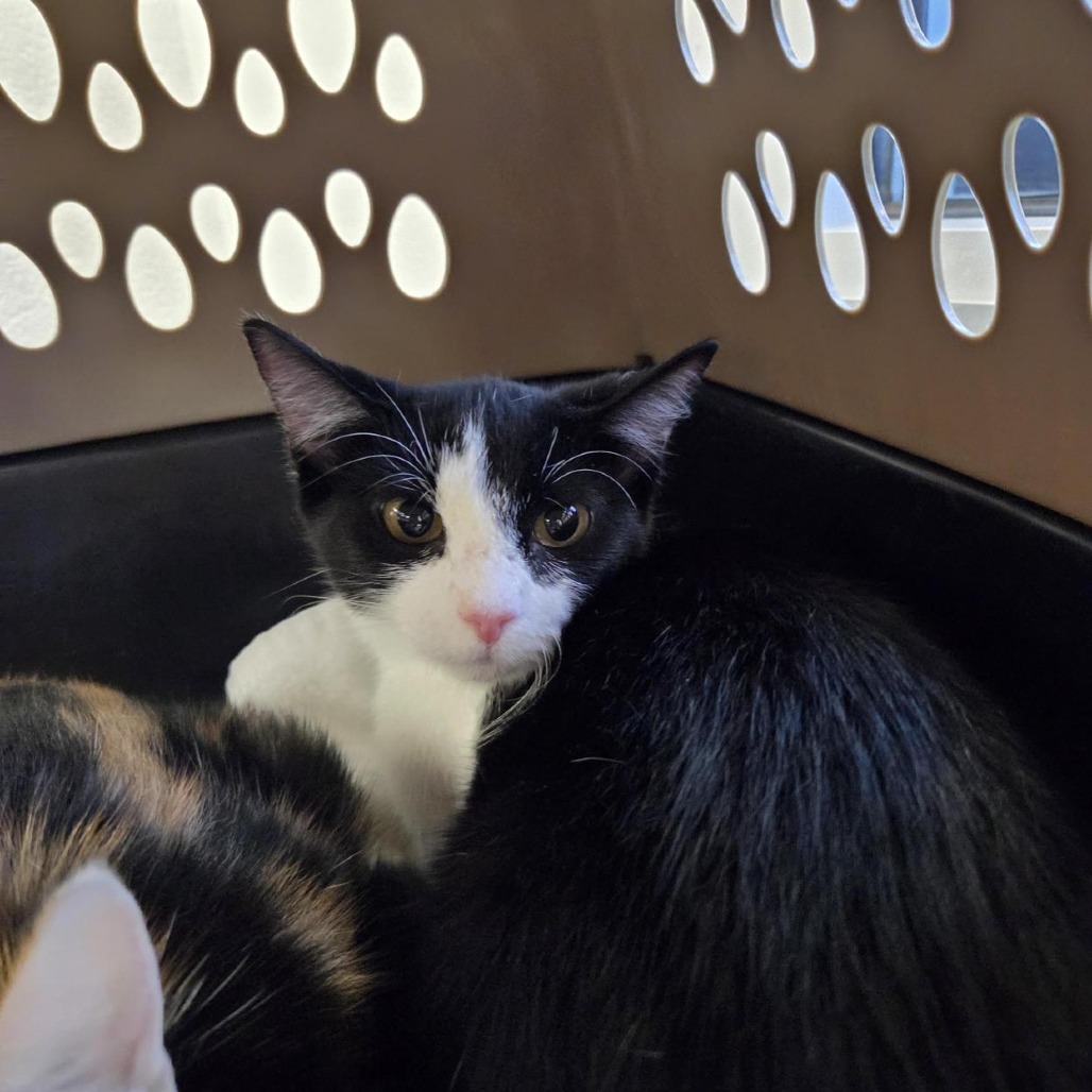 Shelter Stray Female Cat last seen , 244 Georgetown Rd, Jacksonville, NC 28540, USA
