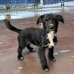 Shelter Stray Male Dog last seen , 4575 E Mesquite Ave, Palm Springs, CA 92264, USA