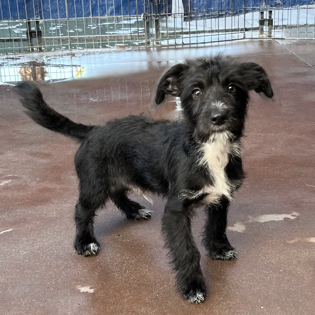 Shelter Stray Male Dog last seen , 4575 E Mesquite Ave, Palm Springs, CA 92264, USA