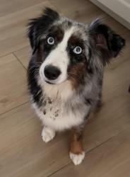 Reunited Female Dog last seen Behind Fins Dive Bar & Point 57, Cape Coral, FL 33904