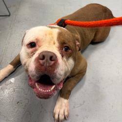 Shelter Stray Male Dog last seen , Animal Care & Control Team of Philly, 111 W Hunting Park Ave, Philadelphia, PA 19140, USA