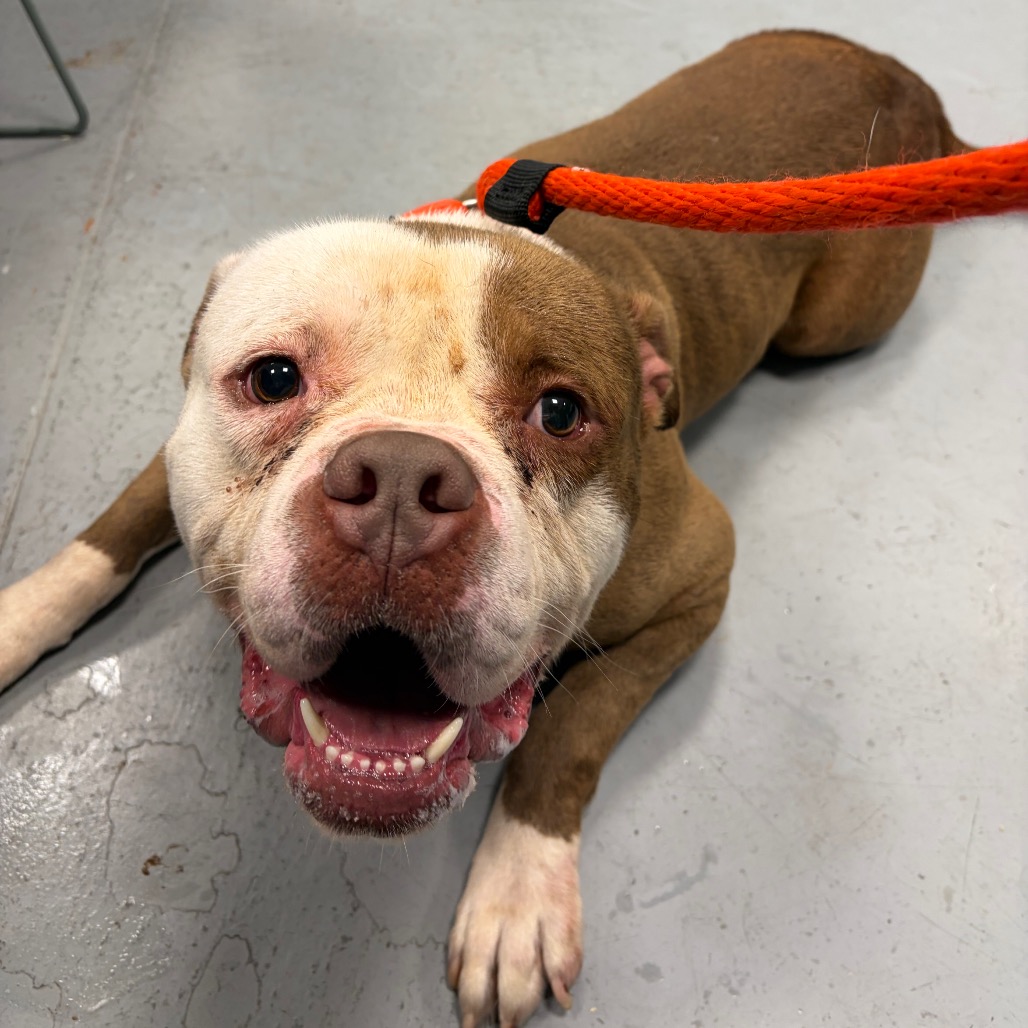 Shelter Stray Male Dog last seen , Animal Care & Control Team of Philly, 111 W Hunting Park Ave, Philadelphia, PA 19140, USA