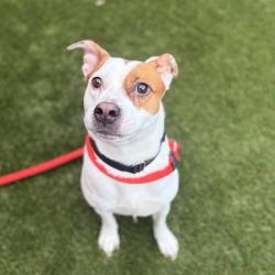 Shelter Stray Female Dog last seen , Animal Care & Control Team of Philly, 111 W Hunting Park Ave, Philadelphia, PA 19140, USA