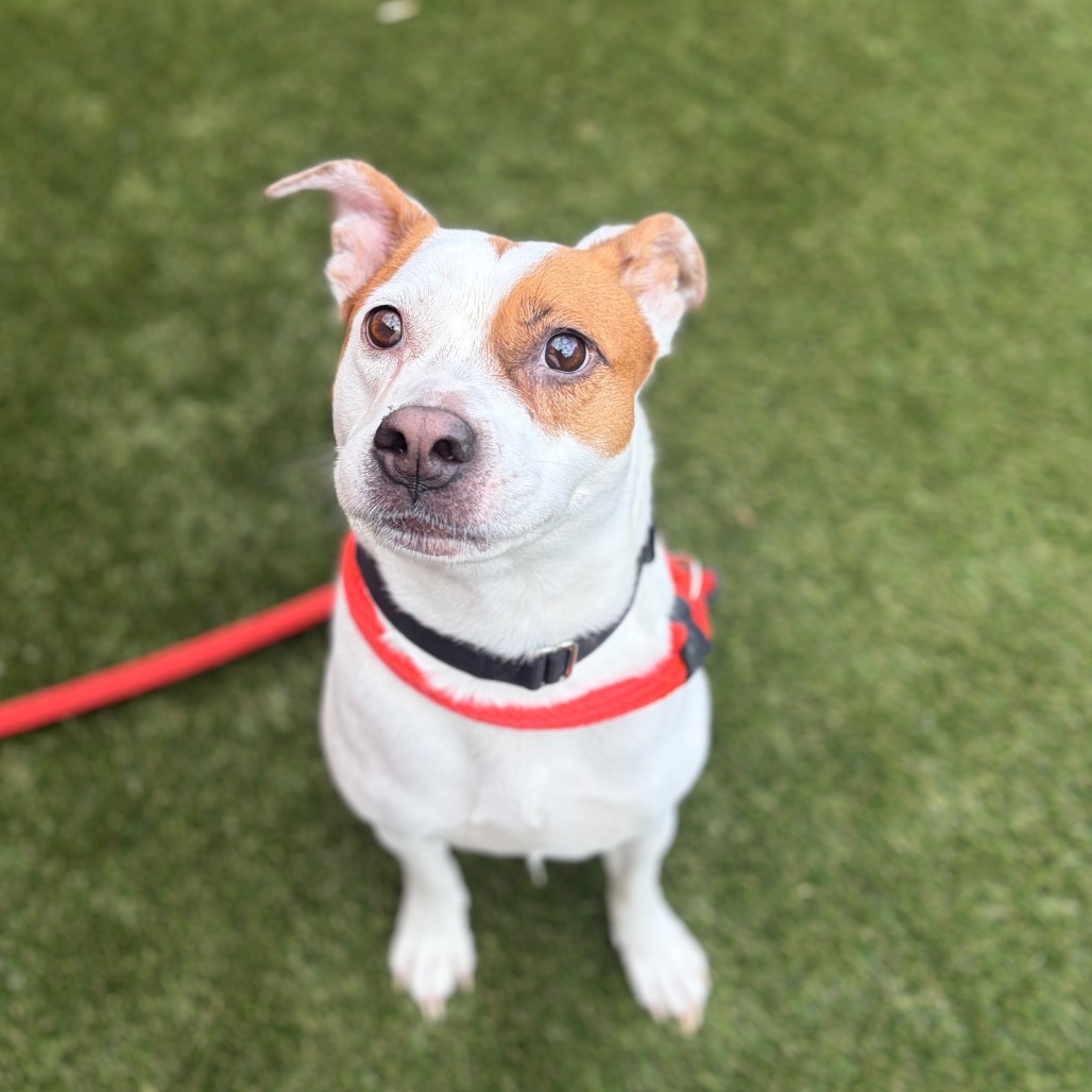 Shelter Stray Female Dog last seen , Animal Care & Control Team of Philly, 111 W Hunting Park Ave, Philadelphia, PA 19140, USA
