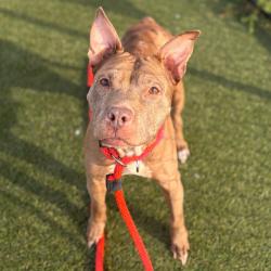 Shelter Stray Female Dog last seen , Animal Care & Control Team of Philly, 111 W Hunting Park Ave, Philadelphia, PA 19140, USA
