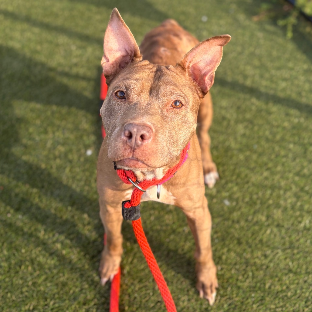 Shelter Stray Female Dog last seen , Animal Care & Control Team of Philly, 111 W Hunting Park Ave, Philadelphia, PA 19140, USA