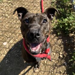 Shelter Stray Female Dog last seen , Animal Care & Control Team of Philly, 111 W Hunting Park Ave, Philadelphia, PA 19140, USA