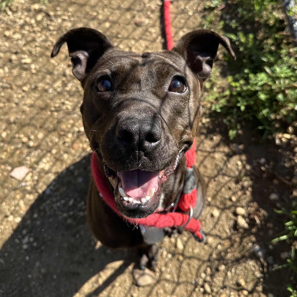 Shelter Stray Female Dog last seen , Animal Care & Control Team of Philly, 111 W Hunting Park Ave, Philadelphia, PA 19140, USA