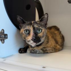 Shelter Stray Female Cat last seen , 8020 Washington St, Port Richey, FL 34668, USA