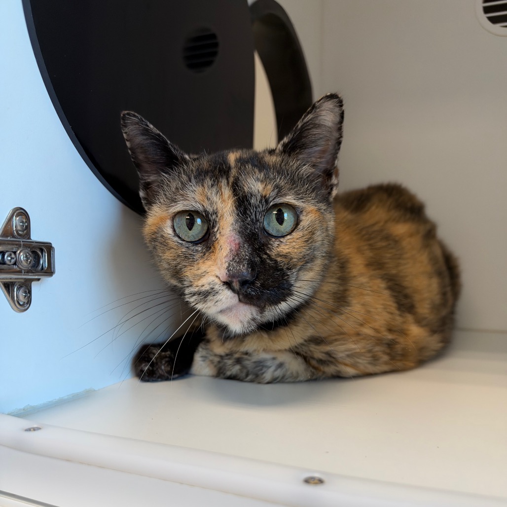Shelter Stray Female Cat last seen , 8020 Washington St, Port Richey, FL 34668, USA